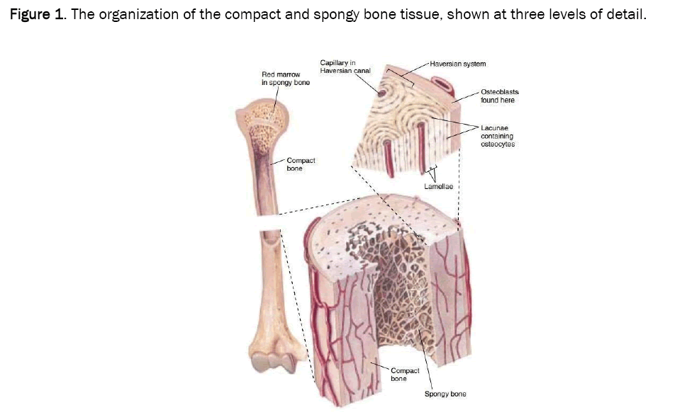 material-sciences-spongy