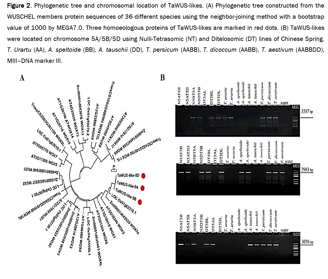 microbiology-chromosomal