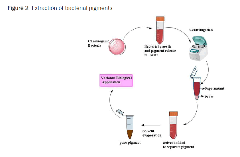 microbiology-bacterial