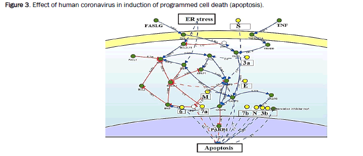 microbiology-coronavirus