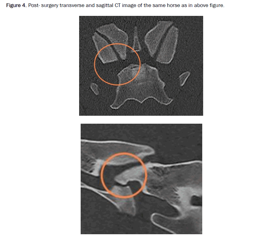 veterinary-science-transverse