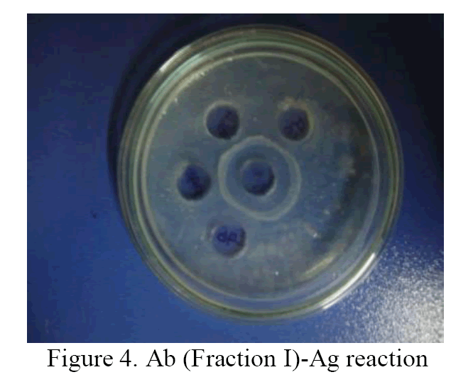 Biology-Ab-Fraction-I-Ag-reaction