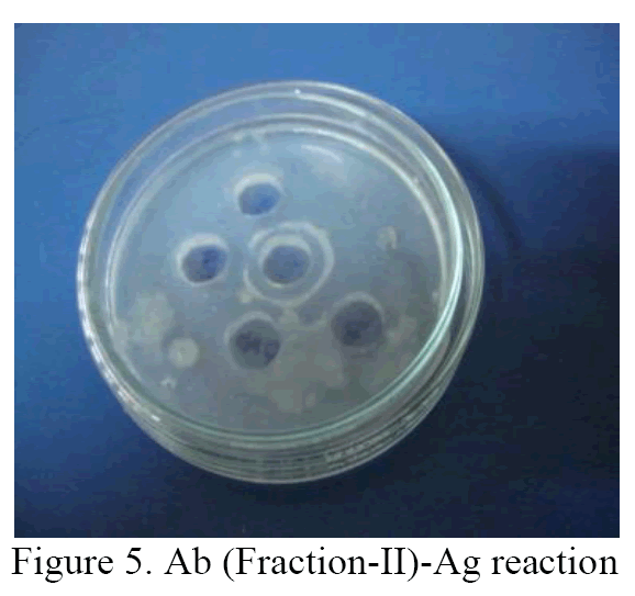 Biology-Ab-Fraction-II-Ag-reaction