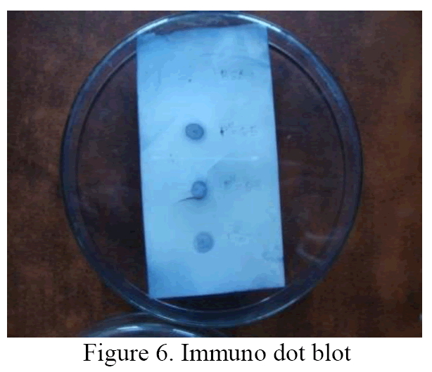 Biology-Immuno-dot-blot