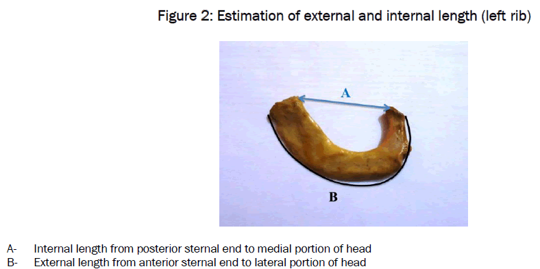 medical-health-sciences-internal-length